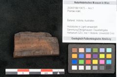 Foto (Objekt + Etikett) von Plantae indet.  (NHMW-GEO-2024-0188-10473)